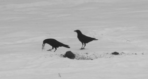 crows