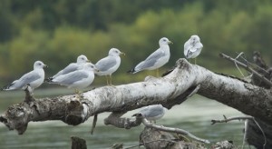 Ring-billed gulls