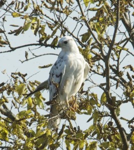 White red-tail