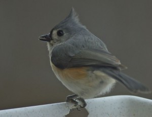 titmouse