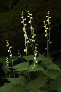 bishop's cap