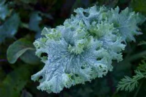 frosty kale