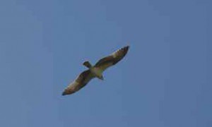 osprey