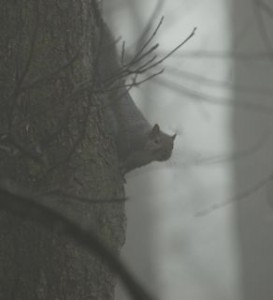 squirrel peek