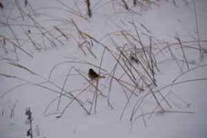 tree sparrow