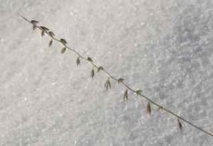 side oats, snow