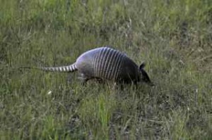 armadillo