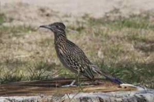 road runner