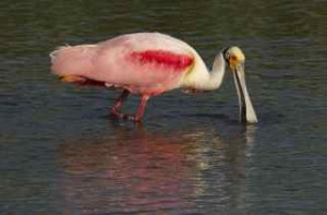 roseate spoonbill, s padre