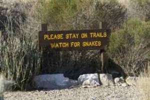 snakes