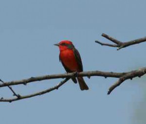 vermillion flycatcher