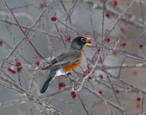 robin, crab apples, 3-7-14