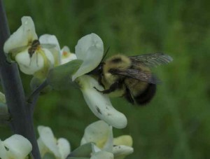 bumblebee & baptisia