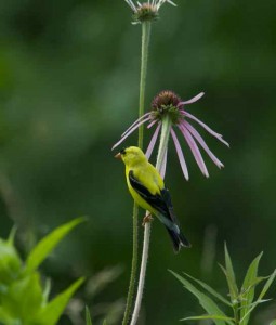 goldfinch, p ppl cnflr