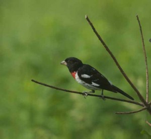 rose-breasted grosbeak