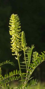 milk vetch