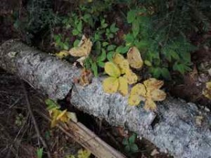 Forest floor