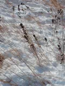 Bush clover & little bluestem