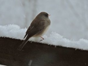 Junco