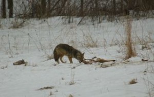 Hungry coyote gnaws on a deer carcass