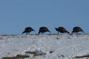 Hilltop toms