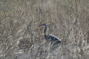Hungry heron