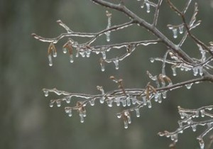 Icy ironwood