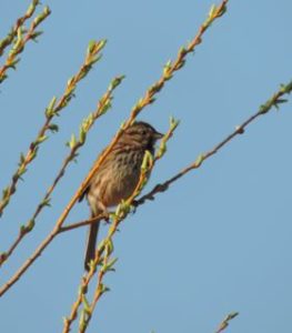 Song sparrow 