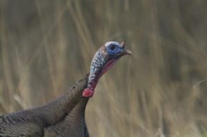 Inquisitive Tom