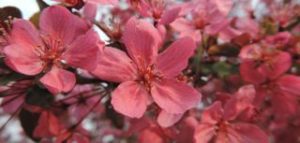 Crab apple