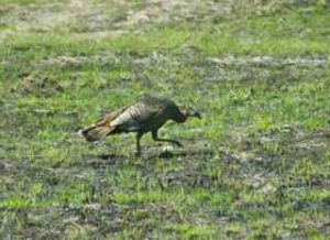 Hen turkey in burned prairie