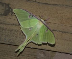 Luna moth