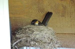 Momma robin sitting tight